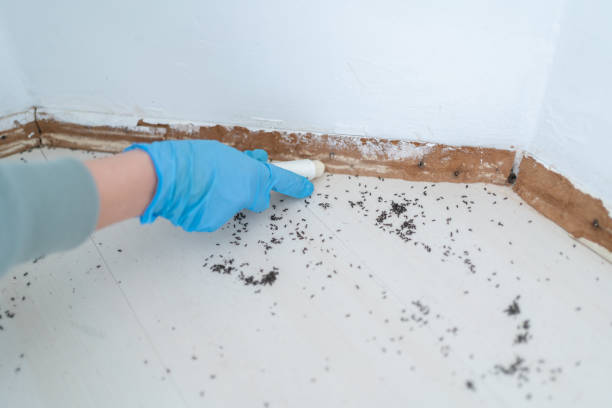 Best Ant Control Services  in Spring Mount, PA
